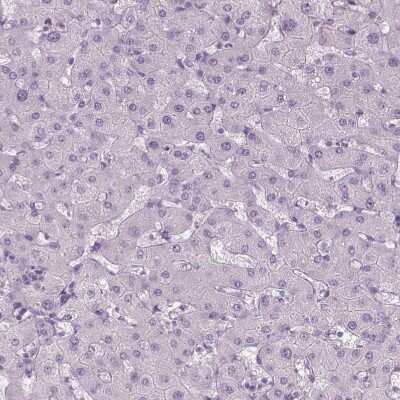 Immunohistochemistry-Paraffin: ANO2 Antibody [NBP2-68732]