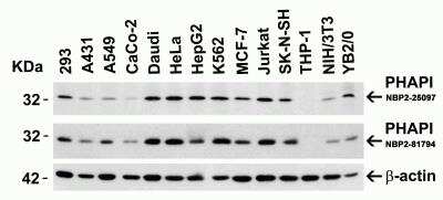 Western Blot: ANP32A AntibodyBSA Free [NBP2-25097]