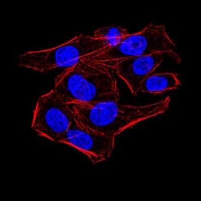 Immunocytochemistry/ Immunofluorescence: AOF1 Antibody (5E10C1) - BSA Free [NBP2-52415]