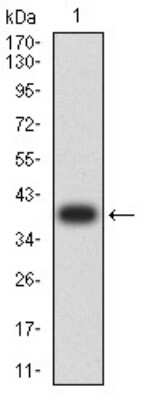 Western Blot: AP-2 beta/TFAP2B Antibody (6F7G1)BSA Free [NBP2-61858]