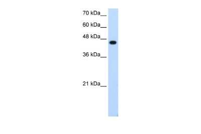Western Blot: AP-2 epsilon/TFAP2E Antibody [NBP2-83936]