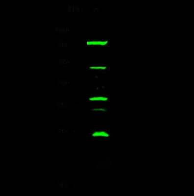 Western Blot: AP-2 gamma Antibody [NBP2-98897]