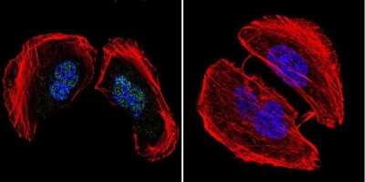 Immunocytochemistry/ Immunofluorescence: AP2 alpha Antibody (3B5) [NB100-74359]