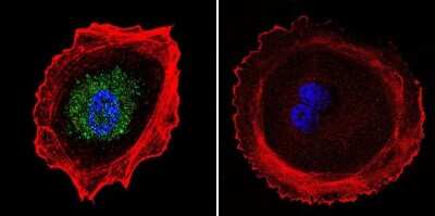 Immunocytochemistry/ Immunofluorescence: AP2 alpha Antibody (3B5) [NB100-74359]