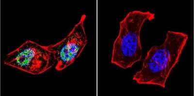 Immunocytochemistry/ Immunofluorescence: AP2 alpha Antibody (3B5) [NB100-74359]