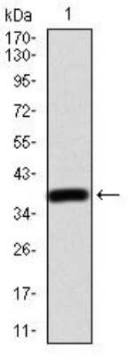 Western Blot: AP2 alpha Antibody (7D2B5)BSA Free [NBP2-52572]