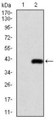 Western Blot: AP2 alpha Antibody (7D2B5)BSA Free [NBP2-52572]