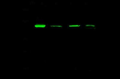Western Blot: AP2A2 Antibody [NBP2-99239]