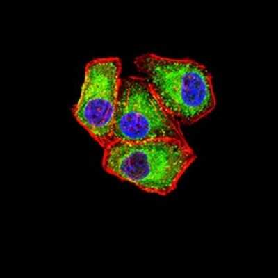 Immunocytochemistry/ Immunofluorescence: APAF-1 Antibody (2H9A1) - BSA Free [NBP2-61868]