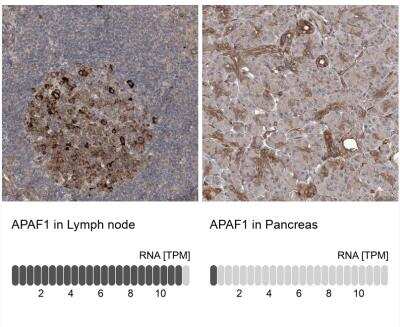 Immunohistochemistry-Paraffin: APAF-1 Antibody [NBP1-89050]