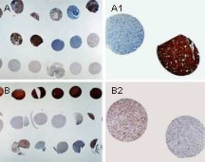Immunocytochemistry/ Immunofluorescence: APAF-1 Antibody [NB100-56074]