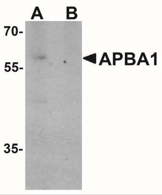 Western Blot: APBA1 AntibodyBSA Free [NBP2-41182]