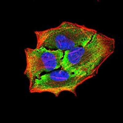 Immunocytochemistry/ Immunofluorescence: APBA2 Antibody (1C12A4) - BSA Free [NBP2-61881]