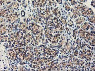 Immunohistochemistry-Paraffin: APBB3 Antibody (OTI5G3) [NBP2-01367]