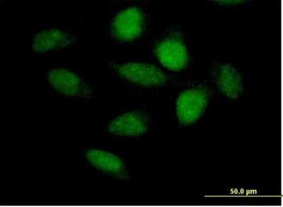 Immunocytochemistry/ Immunofluorescence: APBB3 Antibody [H00010307-B01P]