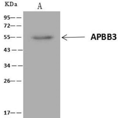 Immunoprecipitation: APBB3 Antibody [NBP3-12680]