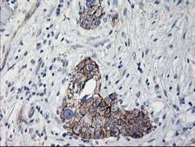 Immunohistochemistry: APBB3 Antibody (OTI5G3) - Azide and BSA Free [NBP2-71585]