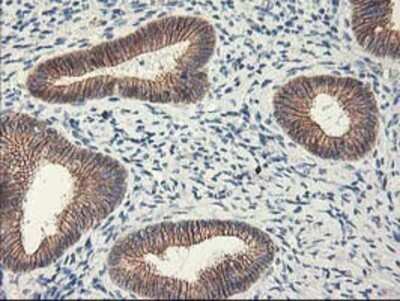Immunohistochemistry: APBB3 Antibody (OTI5G3) - Azide and BSA Free [NBP2-71585]