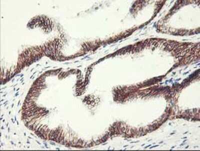 Immunohistochemistry: APBB3 Antibody (OTI5G3) - Azide and BSA Free [NBP2-71585]