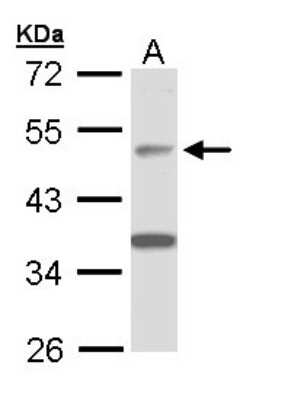 Western Blot: APBB3 Antibody [NBP1-33014]