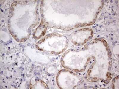 Immunohistochemistry: APC Antibody (OTI2B8) [NBP2-46529]