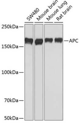 Western Blot: APC Antibody (8X7Q1) [NBP3-15561]