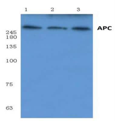 Western Blot: APC AntibodyBSA Free [NB100-91662]