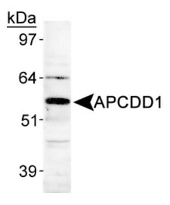 Western Blot: APCDD1 AntibodyBSA Free [NB110-92756]