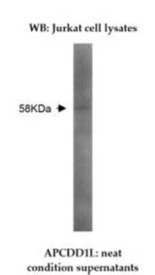 Western Blot: APCDD1L Antibody (Z35P1F10*C4)BSA Free [NBP2-50107]