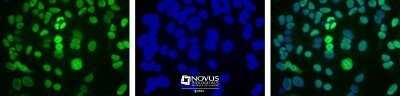 Immunocytochemistry/ Immunofluorescence: APE Antibody (13B8E5C2) - Azide and BSA Free [NBP2-80578]