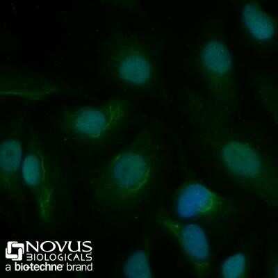 Immunocytochemistry/ Immunofluorescence: APE Antibody (13B8E5C2) - Azide and BSA Free [NBP2-80578]