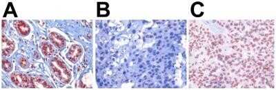 Immunocytochemistry: APE Antibody (13B8E5C2) - Azide and BSA Free [NBP2-80578]