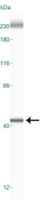 Simple Western: APE Antibody (13B8E5C2)Azide and BSA Free [NBP2-80578]