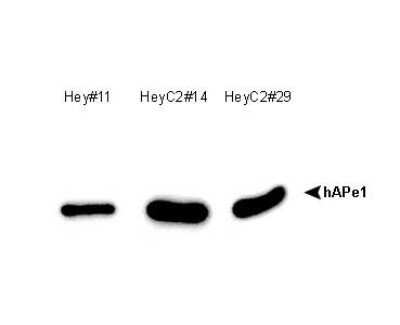 Western Blot: APE Antibody (13B8E5C2)Azide and BSA Free [NBP2-80578]