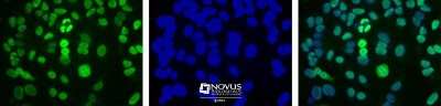 Immunocytochemistry/ Immunofluorescence: APE Antibody (13B8E5C2) - BSA Free [NB100-116]