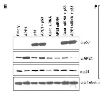 Knockdown Validated: APE Antibody (13B8E5C2) - BSA Free [NB100-116]