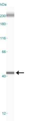 Simple Western: APE Antibody (13B8E5C2)BSA Free [NB100-116]