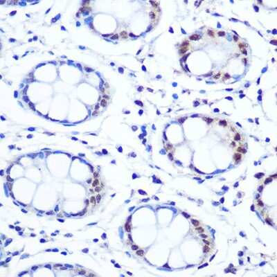 Immunohistochemistry-Paraffin: APE Antibody (3W5N10) [NBP3-15361]