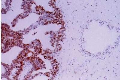 Immunohistochemistry: APE Antibody - BSA Free [NB100-101]