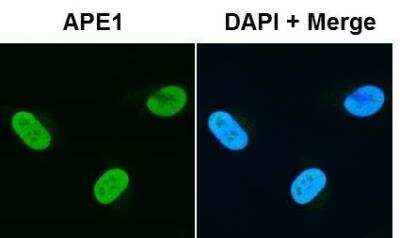 Immunocytochemistry/ Immunofluorescence: APE Antibody Pack [NB100-909]