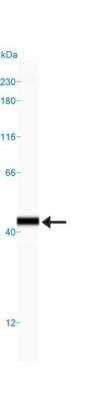 Simple Western: APE Antibody Pack [NB100-909]