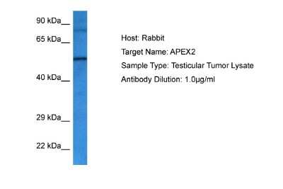 Western Blot: APEX2 Antibody [NBP2-84441]