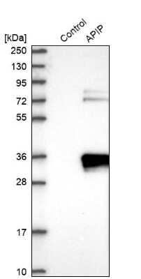 Western Blot: APIP Antibody [NBP1-89040]