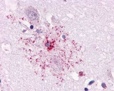 Immunohistochemistry-Paraffin: APJ/Apelin receptor Antibody - BSA Free [NLS63]