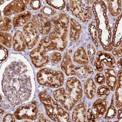 Immunohistochemistry-Paraffin: APLP-2 Antibody [NBP1-89029]