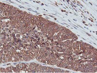 Immunohistochemistry-Paraffin: APMAP Antibody (OTI4F6) [NBP2-01716]