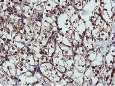 Immunohistochemistry-Paraffin: APMAP Antibody (OTI4F6) [NBP2-01716]