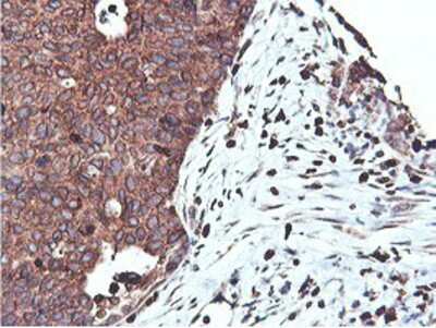 Immunohistochemistry-Paraffin: APMAP Antibody (OTI4F6) [NBP2-01716]