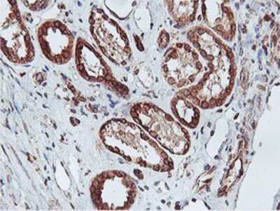 Immunohistochemistry-Paraffin: APMAP Antibody (OTI4F6) [NBP2-01716]