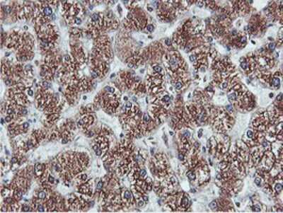 Immunohistochemistry-Paraffin: APMAP Antibody (OTI4F6) [NBP2-01716]